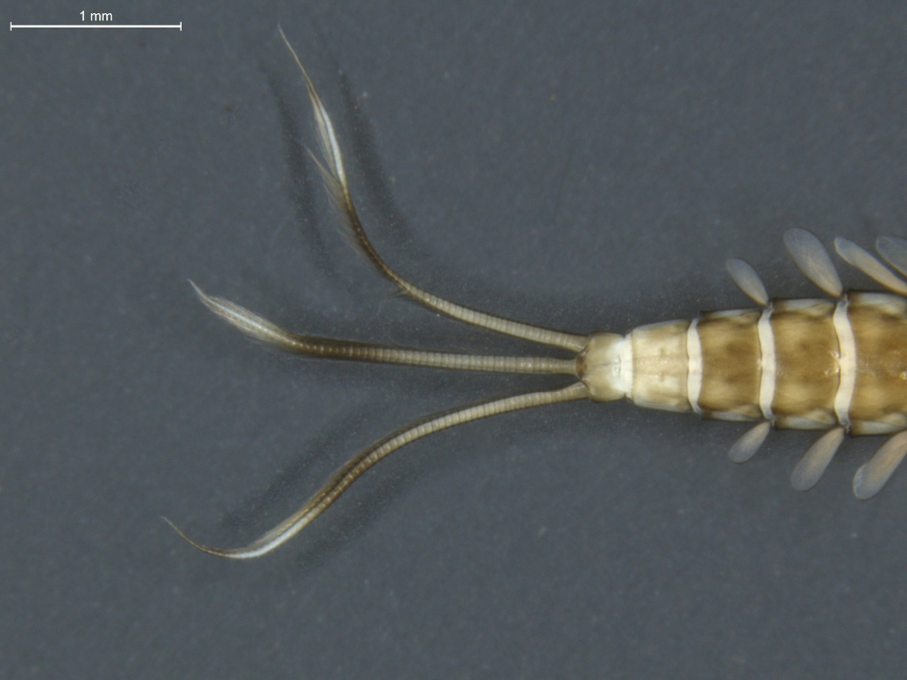 Baetis fuscatus